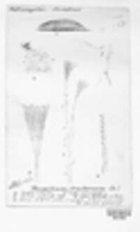 Penicillium crustaceum image